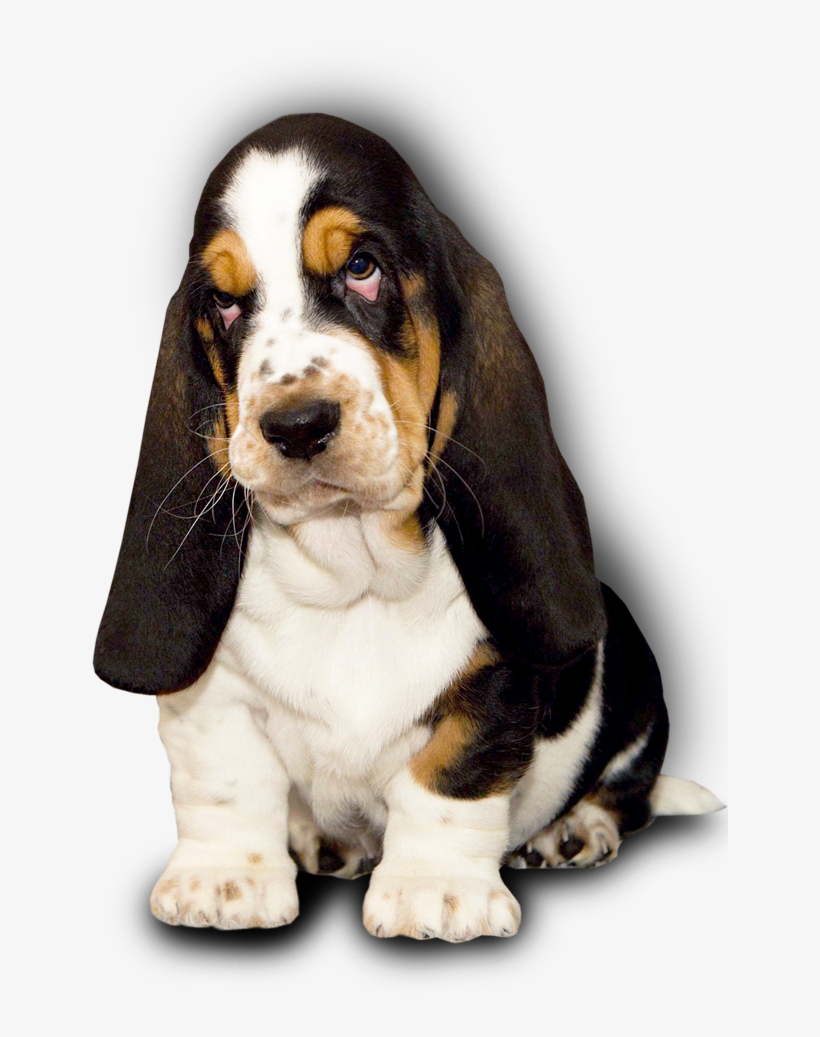 basset hound kennel