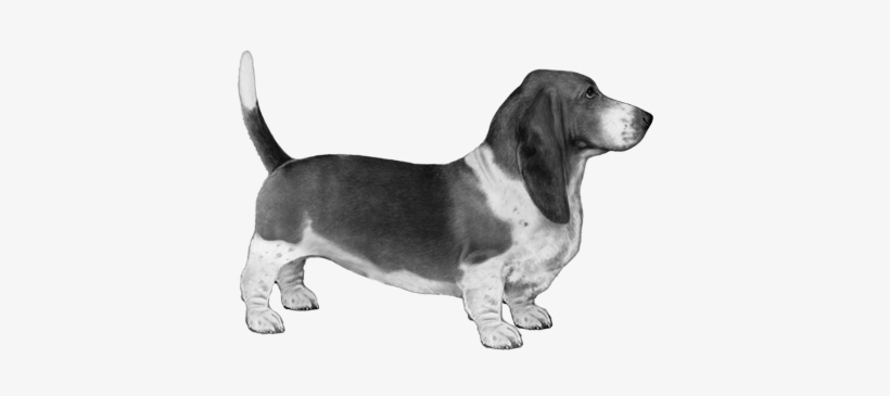 Basset Hound - B&w - Basset Hound, transparent png download