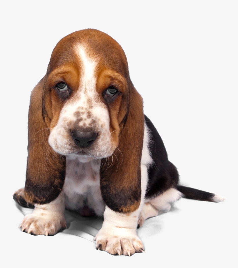 Tips For Hard To Pill Dogs And Cats - Tricolor And Blenheim Cavalier King Charles Breed, transparent png download