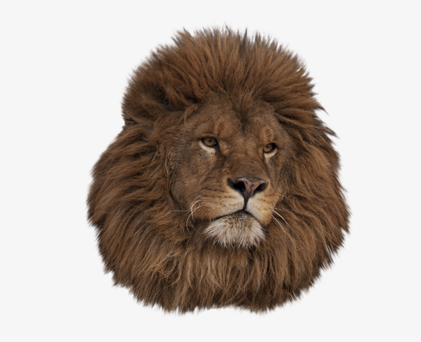 Lion Head Tumblr Transparent Download - African Lion Head Png, transparent png download