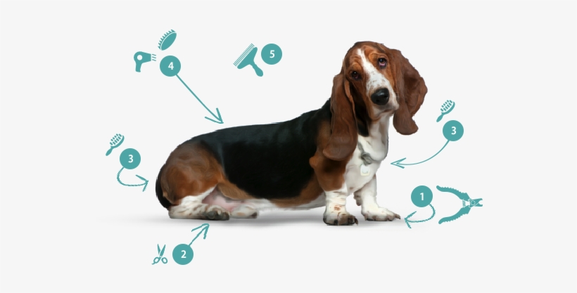 Trim Nails And Grind As Short As Possible - Techno-aide Veterinary Caliper Qcal-21, transparent png download