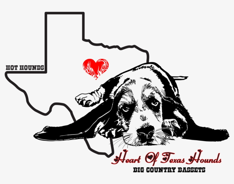 Basset Hound Info/resources Hot Hounds, transparent png download