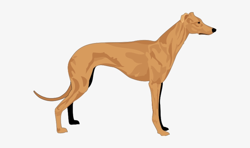 Grey Hound Clipart Png - Hound Clipart, transparent png download
