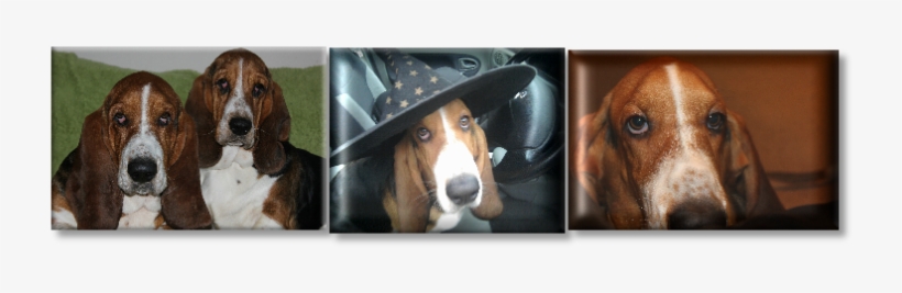 Basset Hounds Are Totally Unique, Dog Trainers Need - Treeing Walker Coonhound, transparent png download