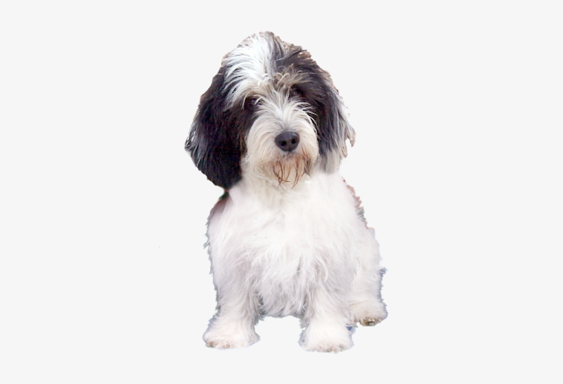 Basset Hound Ecards - Petit Basset Griffon Vendéen Png, transparent png download