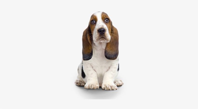 Basset Hound, transparent png download