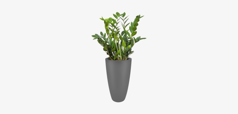 Gallery Image One - Modern Desk Plants Png, transparent png download