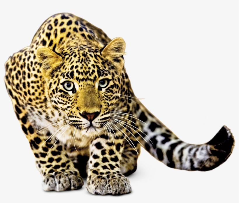 Terrific A Picture Of Animals Baby Memory - Png Animal, transparent png download