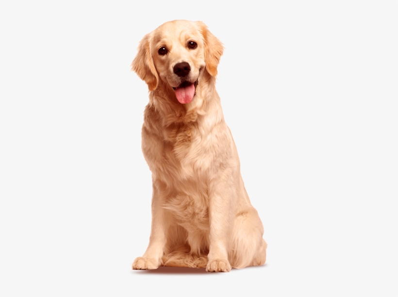 Image Result For Golden Retrievers Golden Retrievers - Golden Retriever Png, transparent png download