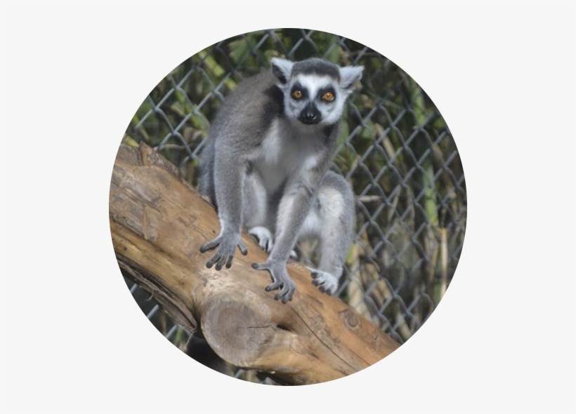 Lost Creek Safari - Lost Creek, transparent png download