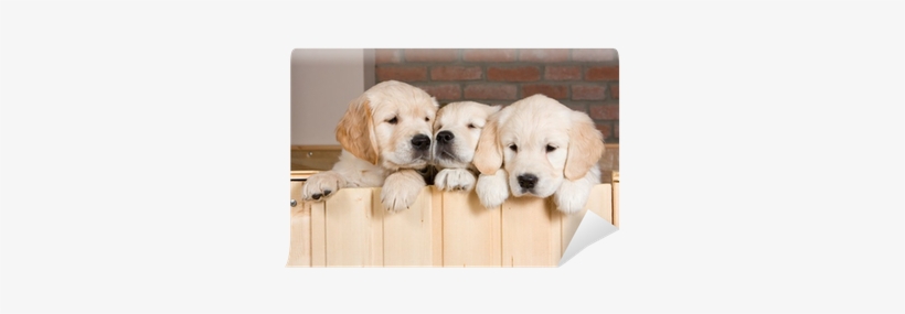 Several Golden Retriever Puppies Wall Mural • Pixers® - Coat Colour Change Of Golden Retriever, transparent png download