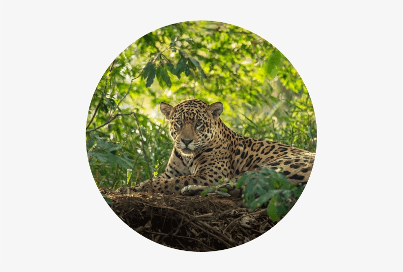 Original Size Is 500 × 498 Pixels - Photography, transparent png download