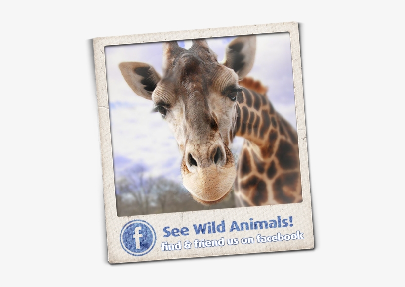 Home Wild Animal Safari Georgia Safari Animals - Zoo Atlanta, transparent png download