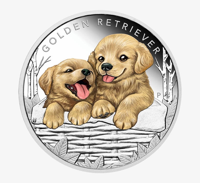 Enlarge - Golden Retriever Puppies, transparent png download