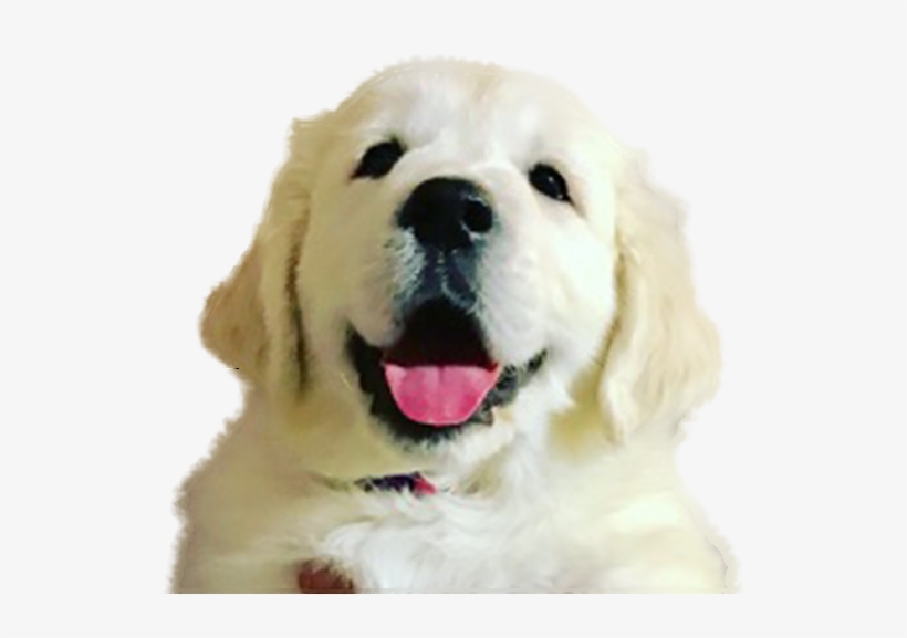Just 5 Miles Off Of I-75, Sugar Valley Goldens Provides - Golden Retriever, transparent png download