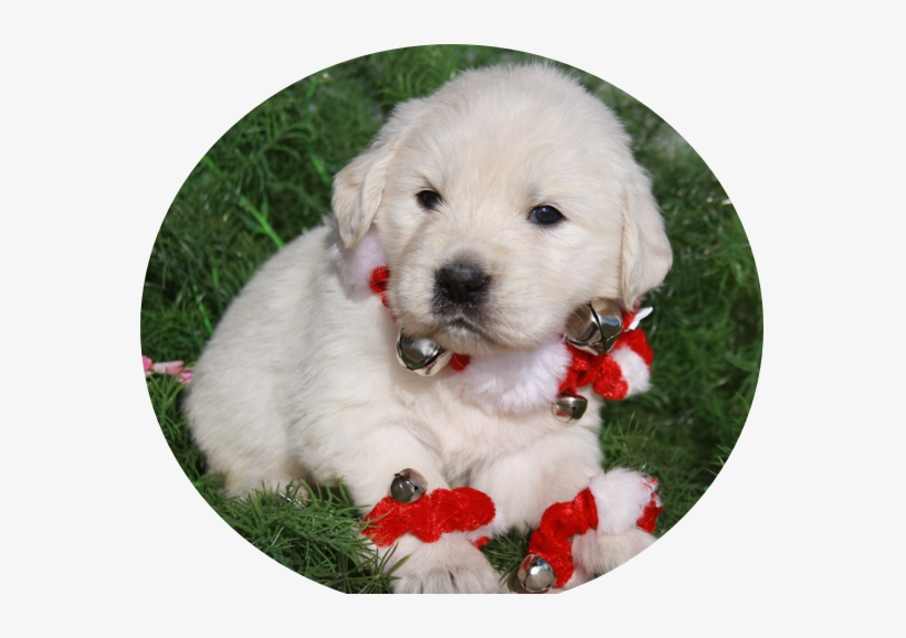 Gus - “ - Golden Retriever, transparent png download