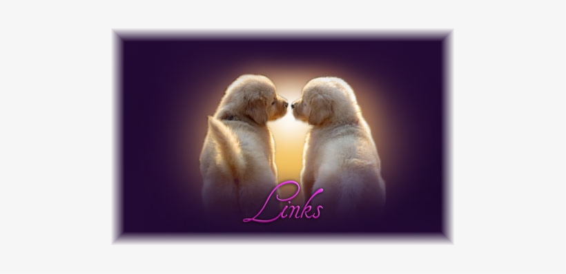 Golden Retriever, transparent png download