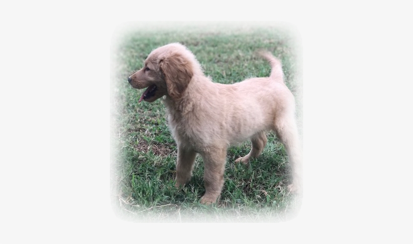 Scroll Down Through And We Have Descriptions With Each - Ancient Dog Breeds, transparent png download