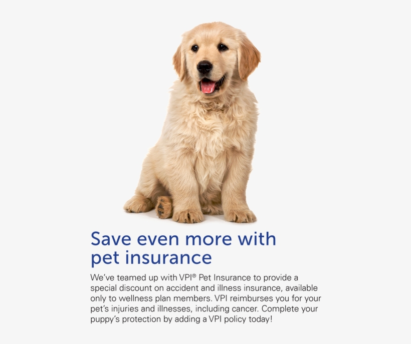 Save Even More With Pet Insurance Puppy - America's Cutest Dog - (region 1 Import Dvd), transparent png download
