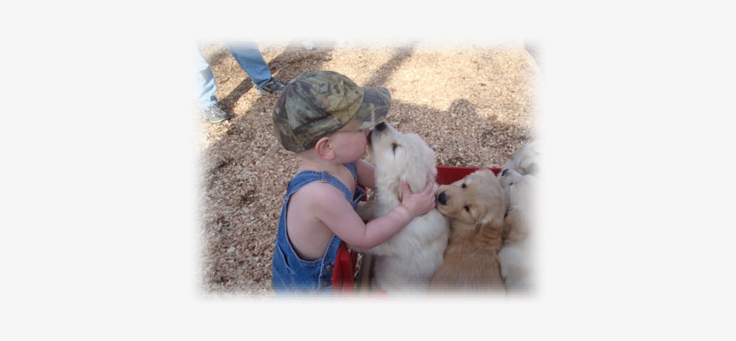 We Are Proud To Be Members Of The Following Clubs And - Golden Retriever, transparent png download
