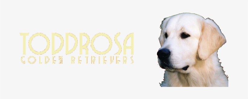 Toddrosa Golden Retrievers - Golden Retriever, transparent png download