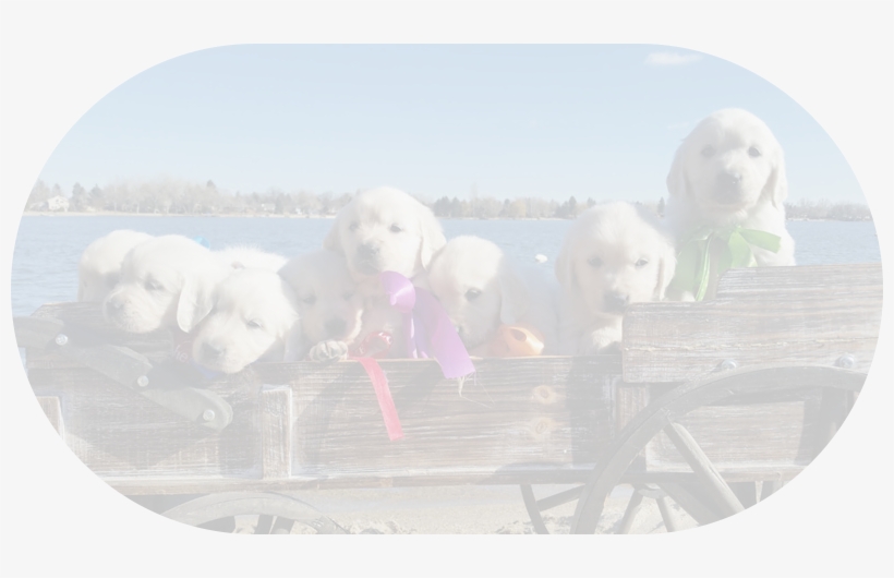 We Encourage Deposits Especially If You Are Hoping - Golden Retriever, transparent png download