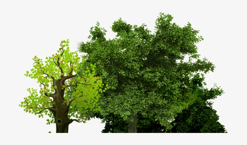 We At Song Garden Music Group Believe That A Group - Group Of Trees Png Png, transparent png download