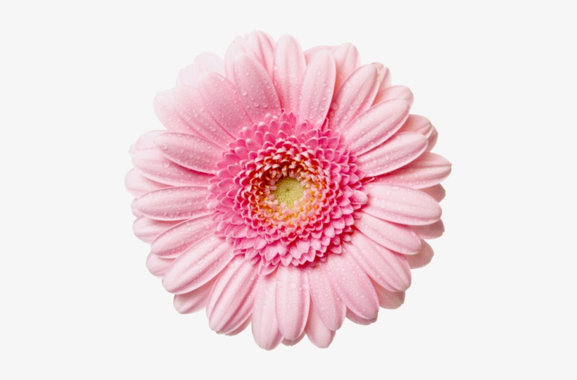 Pink Flower In Close Up Bebe' Pink Love - Pink Flower Transparent Background, transparent png download