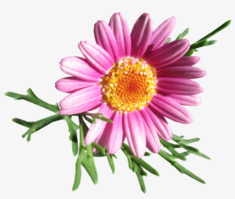 Daisy, Flower, Cut Out - Flower Daisy Png, transparent png download