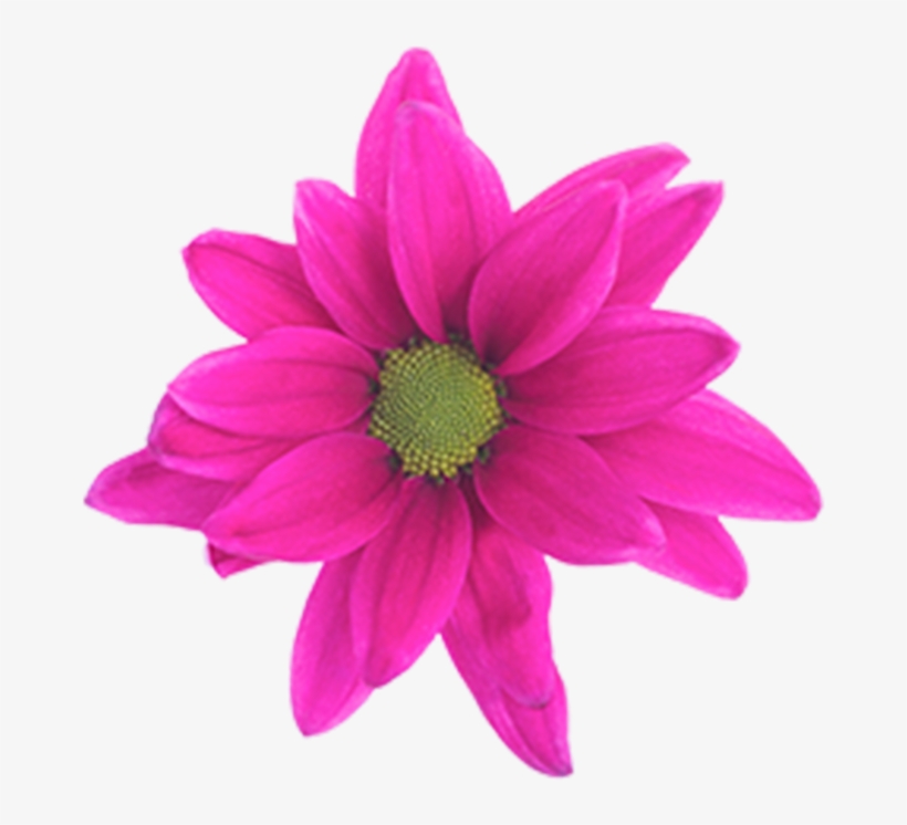 Daisy Purple Benz Daisy Purple Benz - Stock Photography, transparent png download