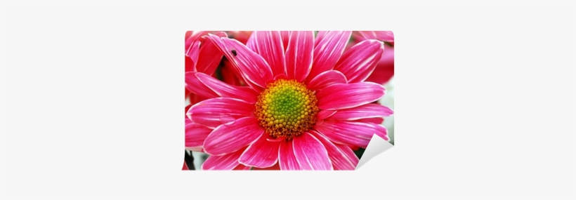 Aster, transparent png download