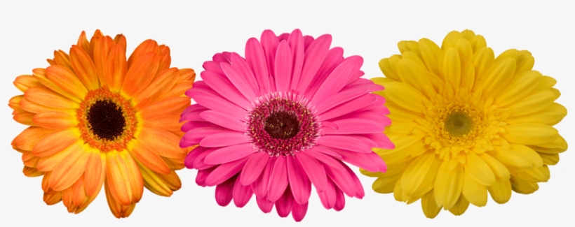 Here Are Your 6 Dreisbach Locations - Gerbera Flowers Png, transparent png download
