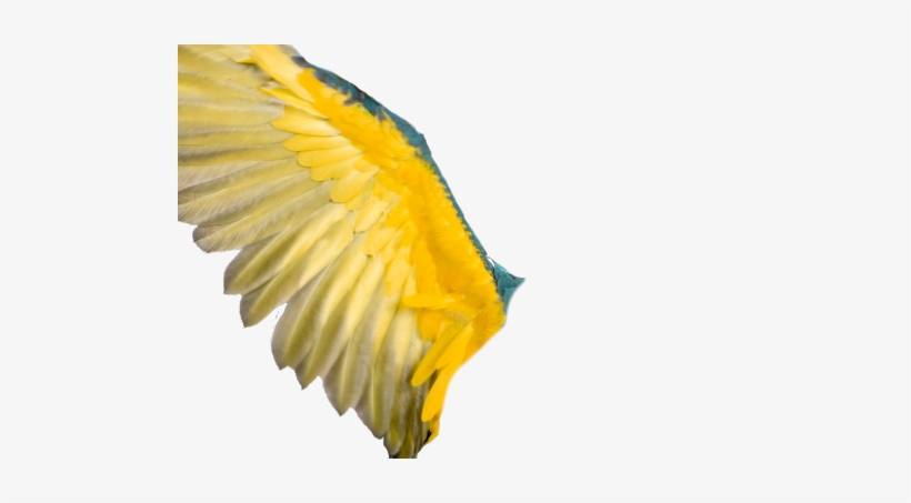 Transparent Angel Wings Tumblr - Kico Products Kico Animal Placemat - Parrot, transparent png download