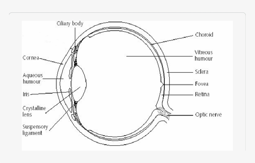 Structure Of The Human Eye - Human Eye, transparent png download