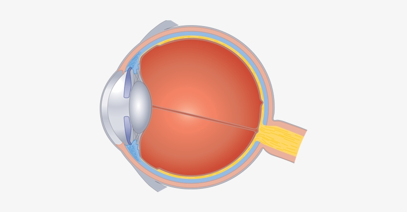 Human Centric Lighting - Oeil Emmétrope, transparent png download
