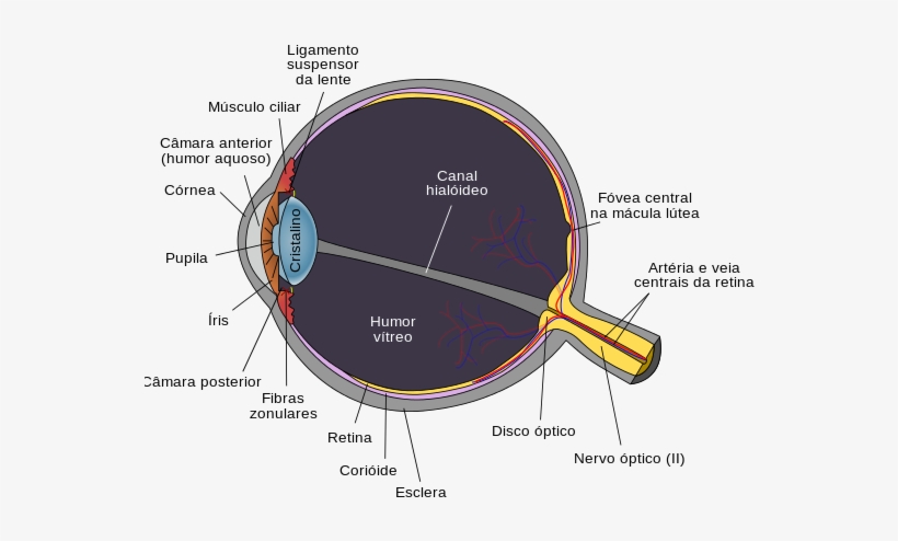 Schematic Diagram Of The Human Eye Horizontal Pt - Schematic Diagram Of The Human Eye, transparent png download