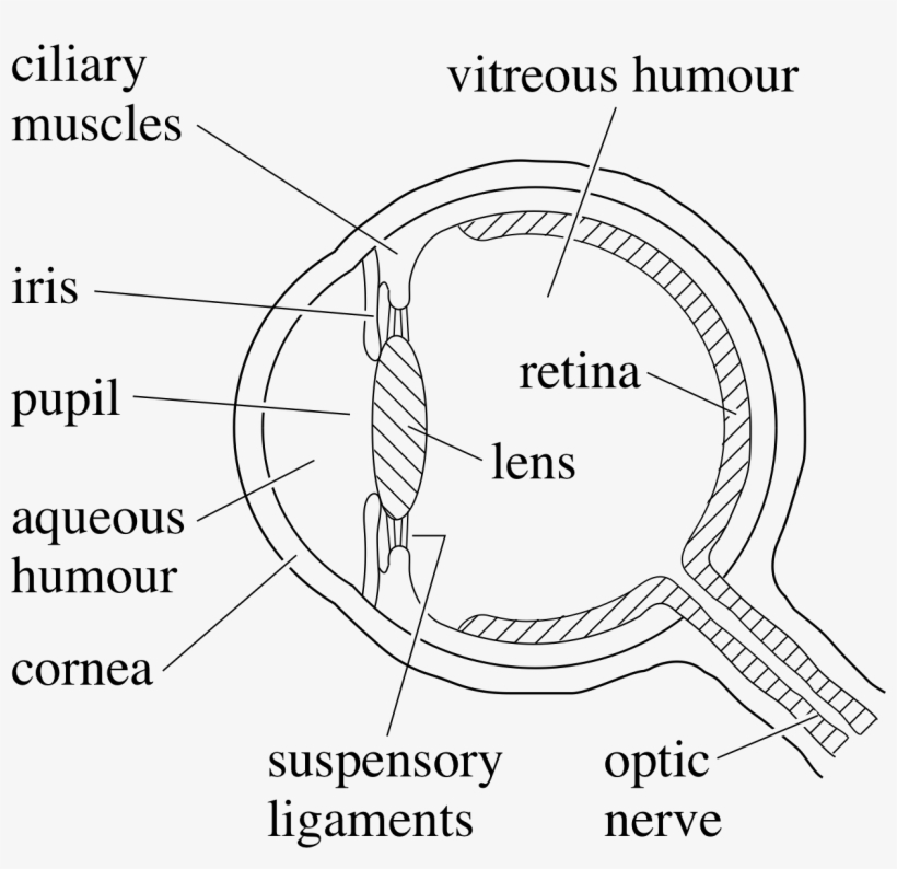 Drawn Eye Human Eye - Drawing, transparent png download