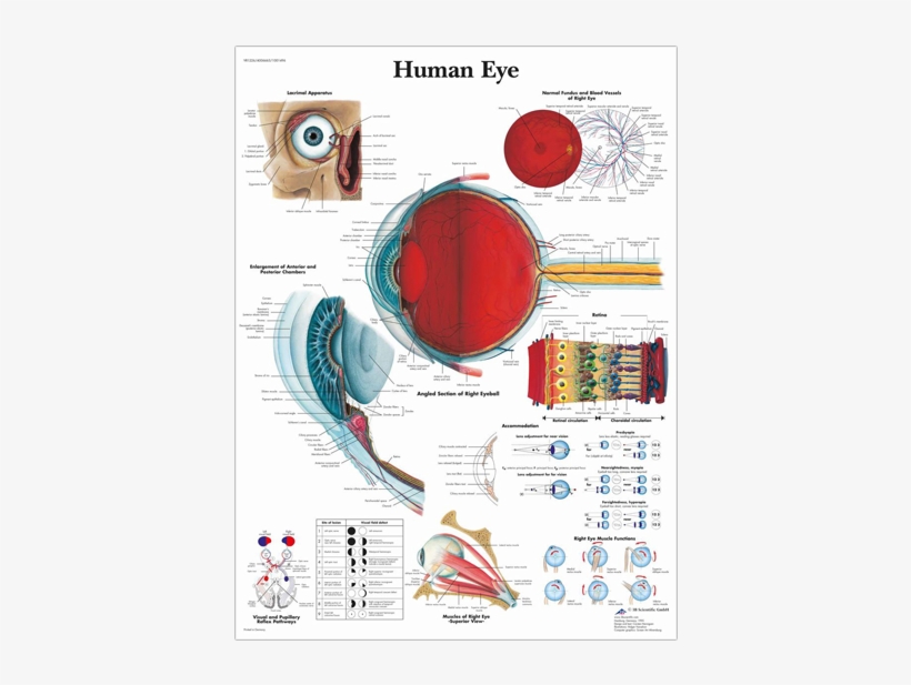 Anatomical Chart - Human Eye - El Ojo Humano, transparent png download