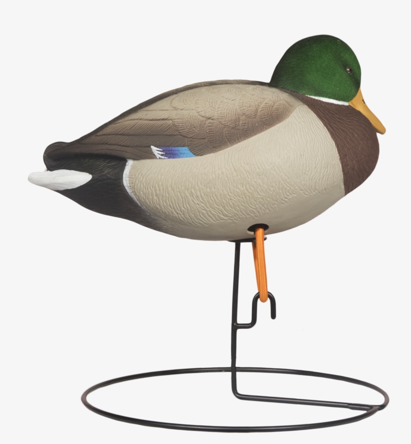Head Rugged Full Body Mallard Rester Drake Right Side - Mallard, transparent png download