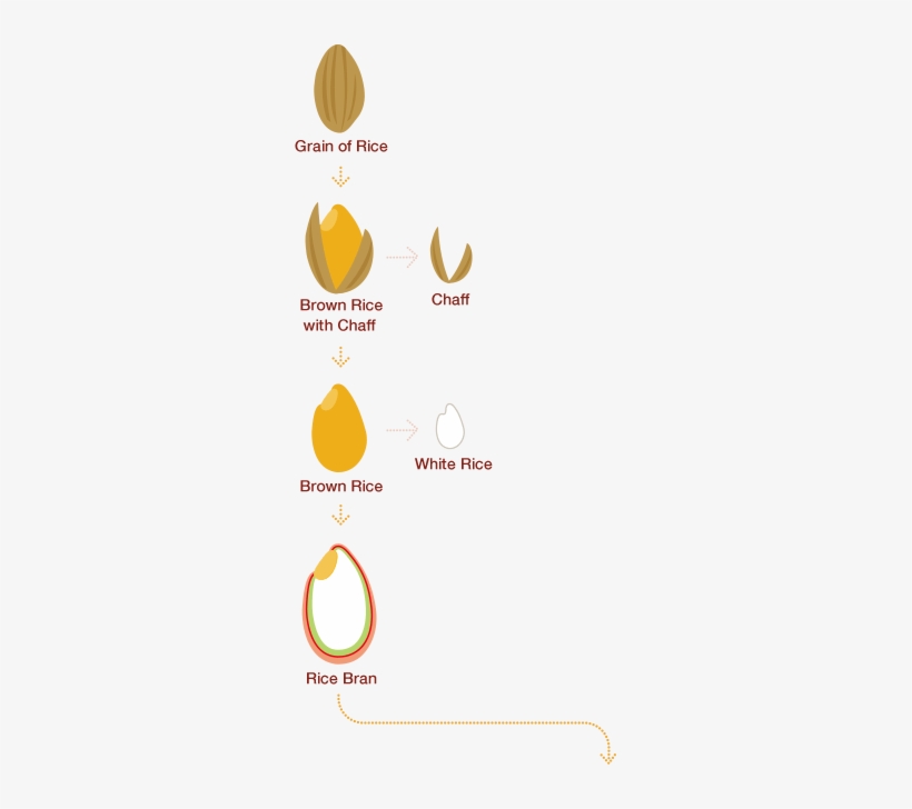 Rice Bran, A Superfood Packed With 80% Of The Nutrients - Brown Rice, transparent png download