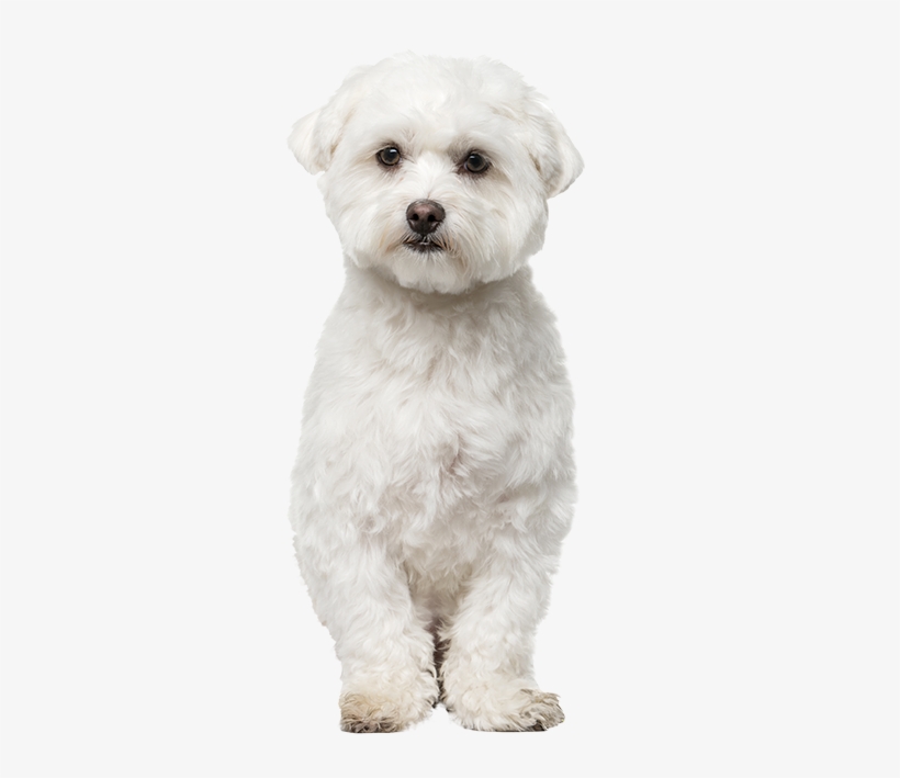 White Dog Png - Small White Dog Png, transparent png download