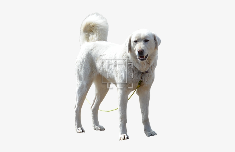 Cutout People - White Dog, transparent png download