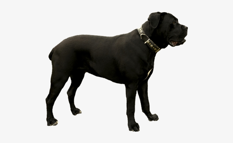 Dark Grey Andalusian Horse, transparent png download