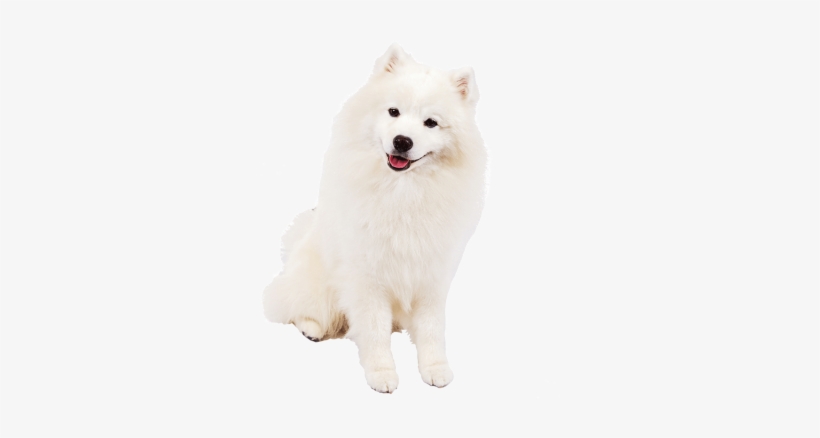 white american eskimo