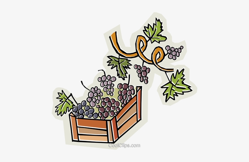 Grapes And Grape Vines Royalty Free Vector Clip Art - Grape, transparent png download