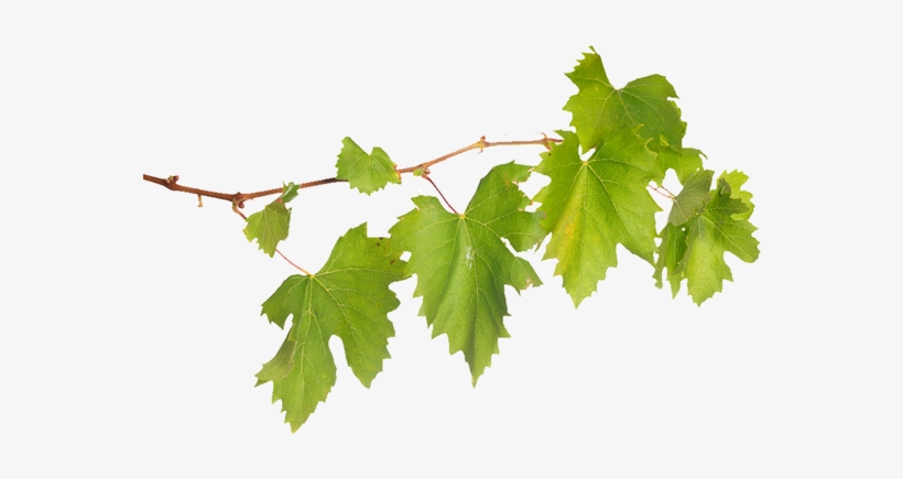 Maple Leaf, transparent png download