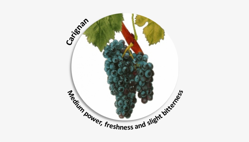 90% Of The Wine-making Process Secrets And Results - Black Grape, transparent png download