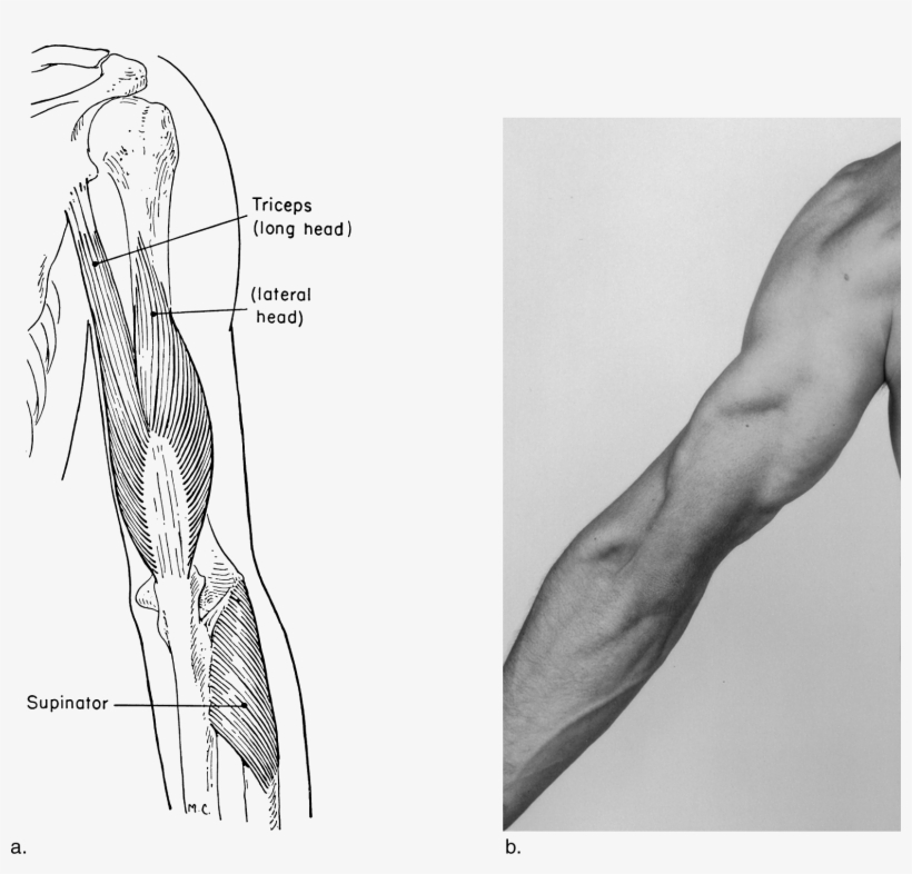 Image Not Available - Kinesiology Scientific Basis Of Human Motion Adductor, transparent png download