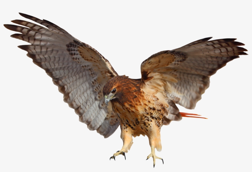 Tribal Impressions Rrd El - Red Tailed Hawk White Background, transparent png download