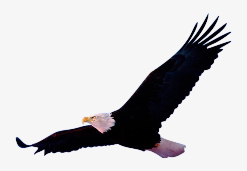 1511 Render Aigle3 - Eagle, transparent png download